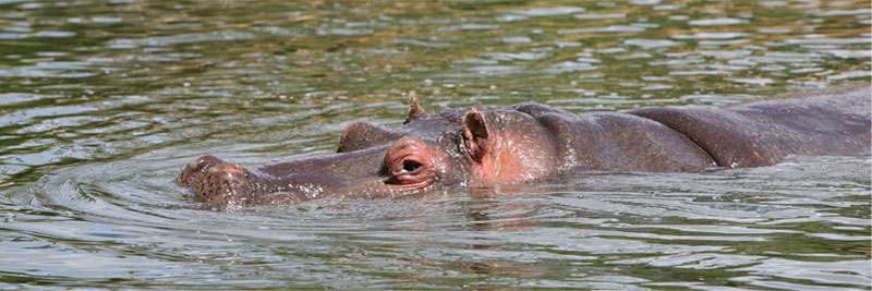 HippoSubmarine