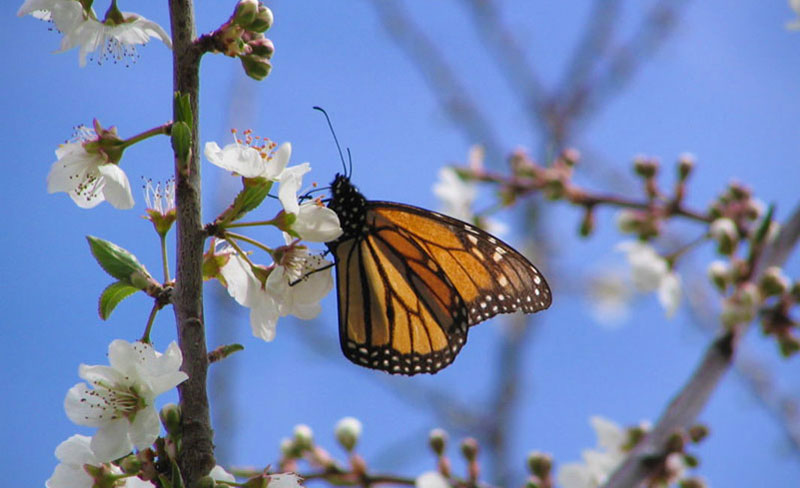 MonarchOnPlumTree