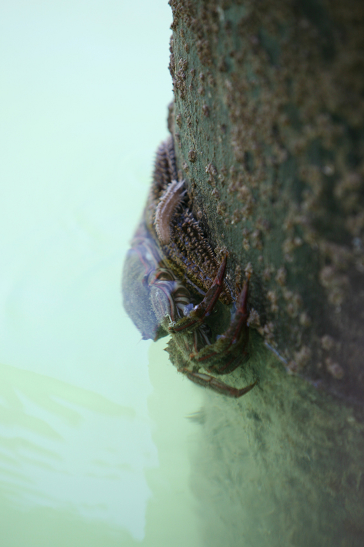 Starfish Crab