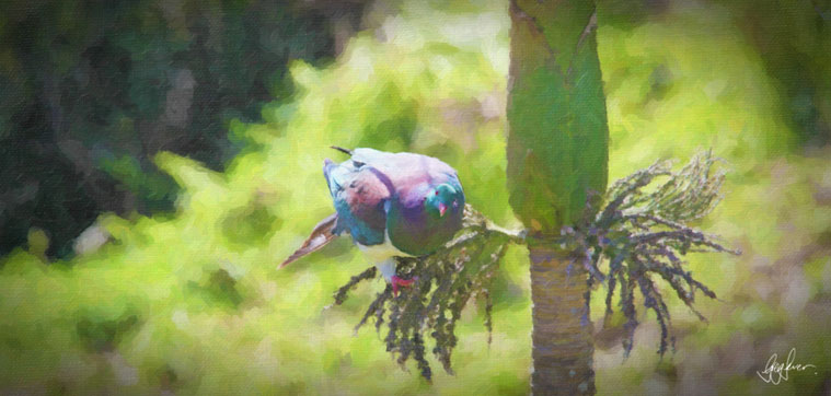 KereruNikau