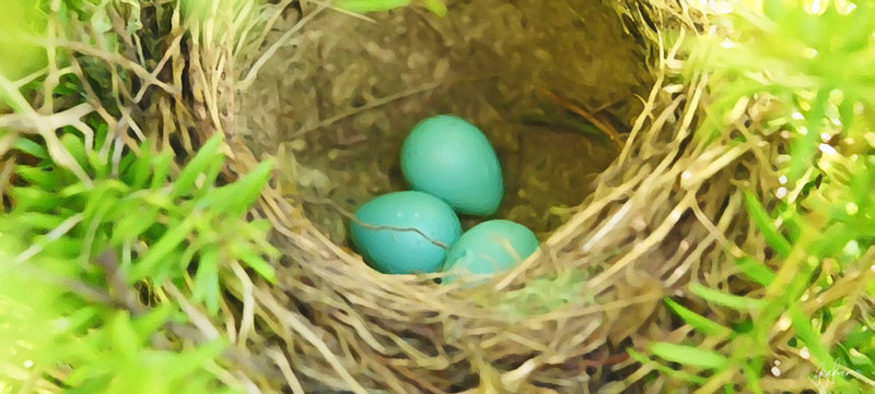 PreservationNest