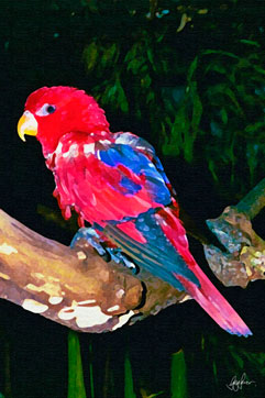 RedParrot